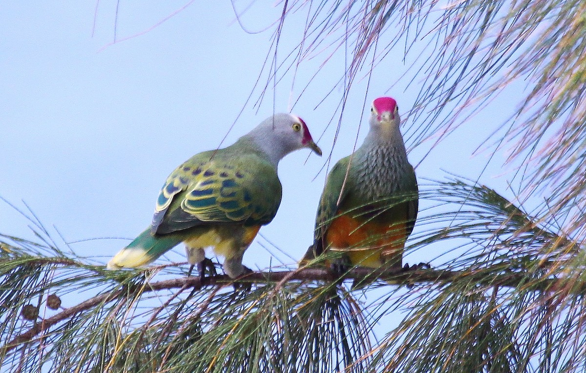 holub růžovohlavý - ML637658210