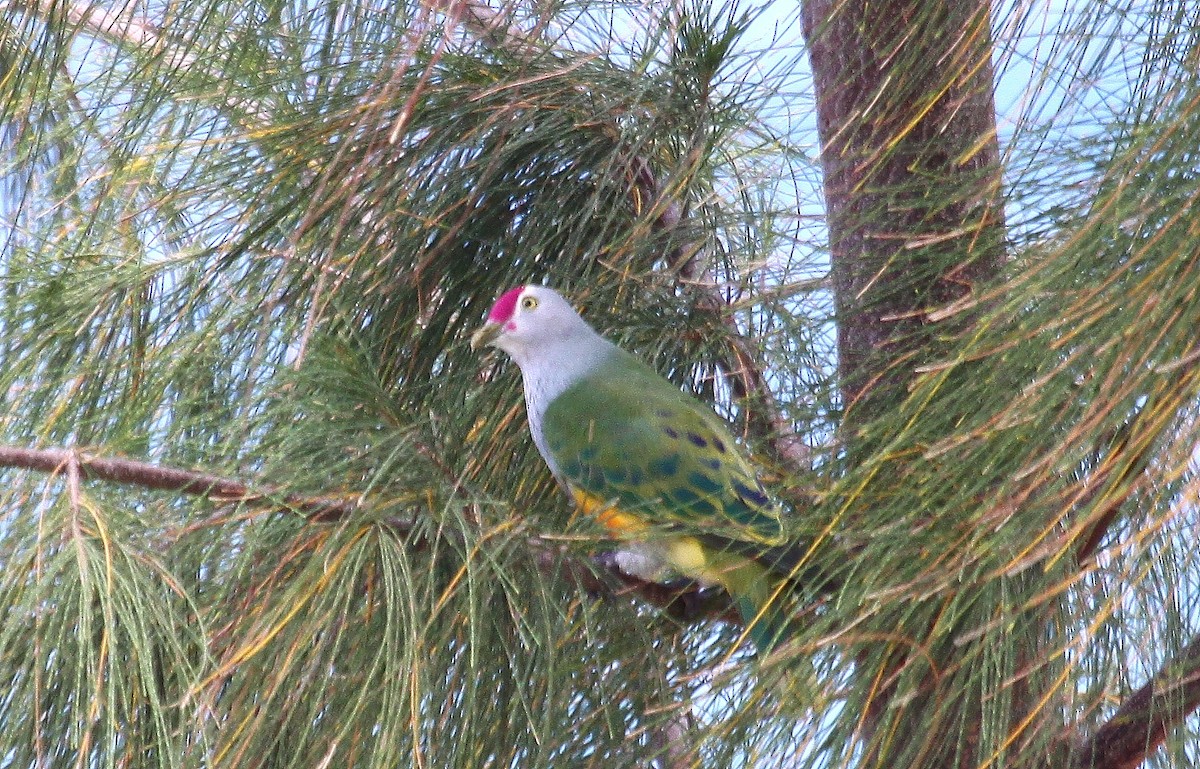 holub růžovohlavý - ML637658212