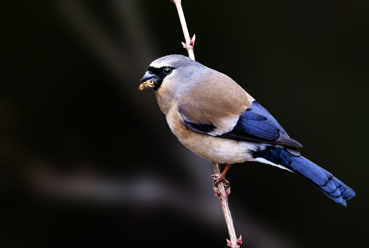Gray-headed Bullfinch - ML637658216