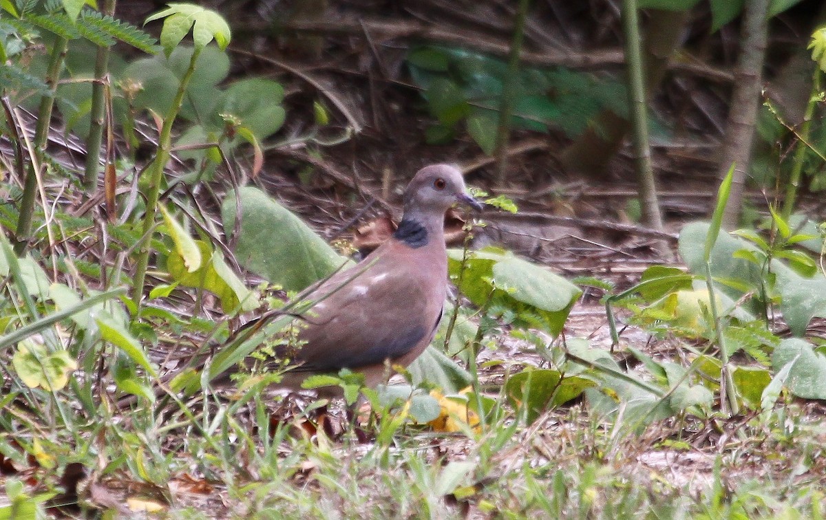 Philippine Collared-Dove - ML637658227