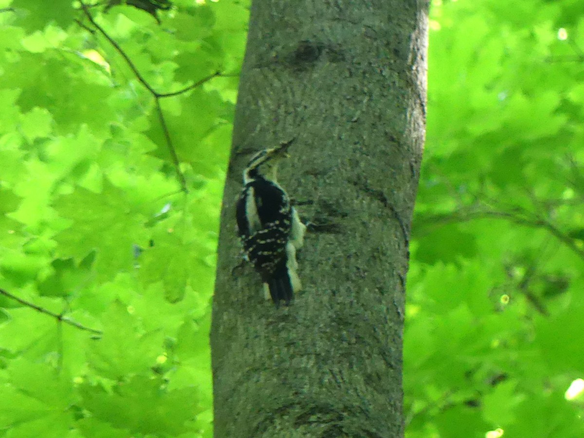Hairy Woodpecker - ML637658229