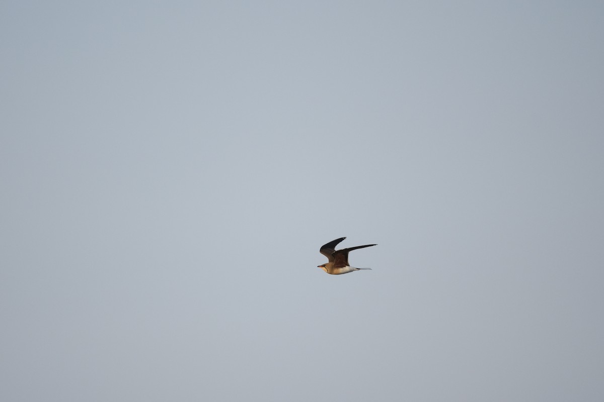 Collared Pratincole - ML637658231