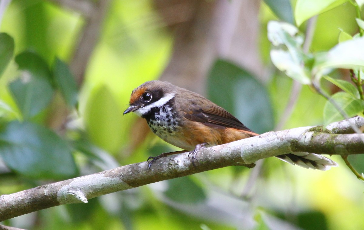 Micronesian Rufous Fantail - ML637658306