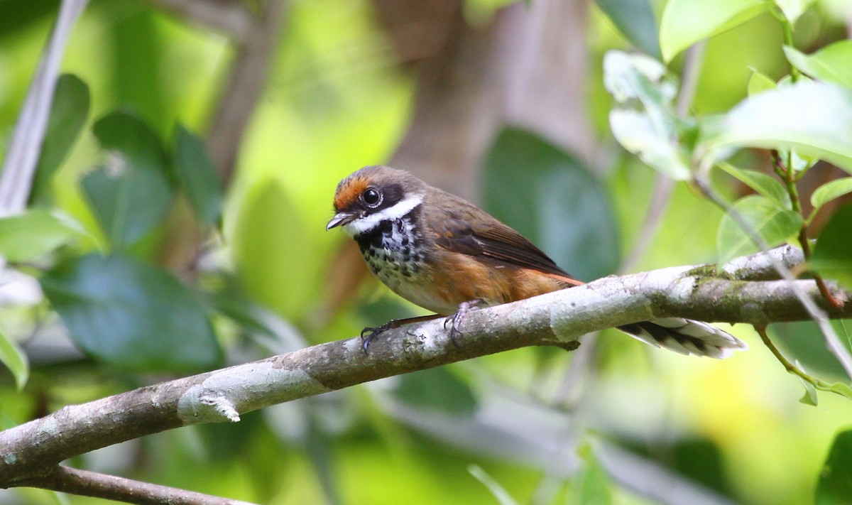 Micronesian Rufous Fantail - ML637658307
