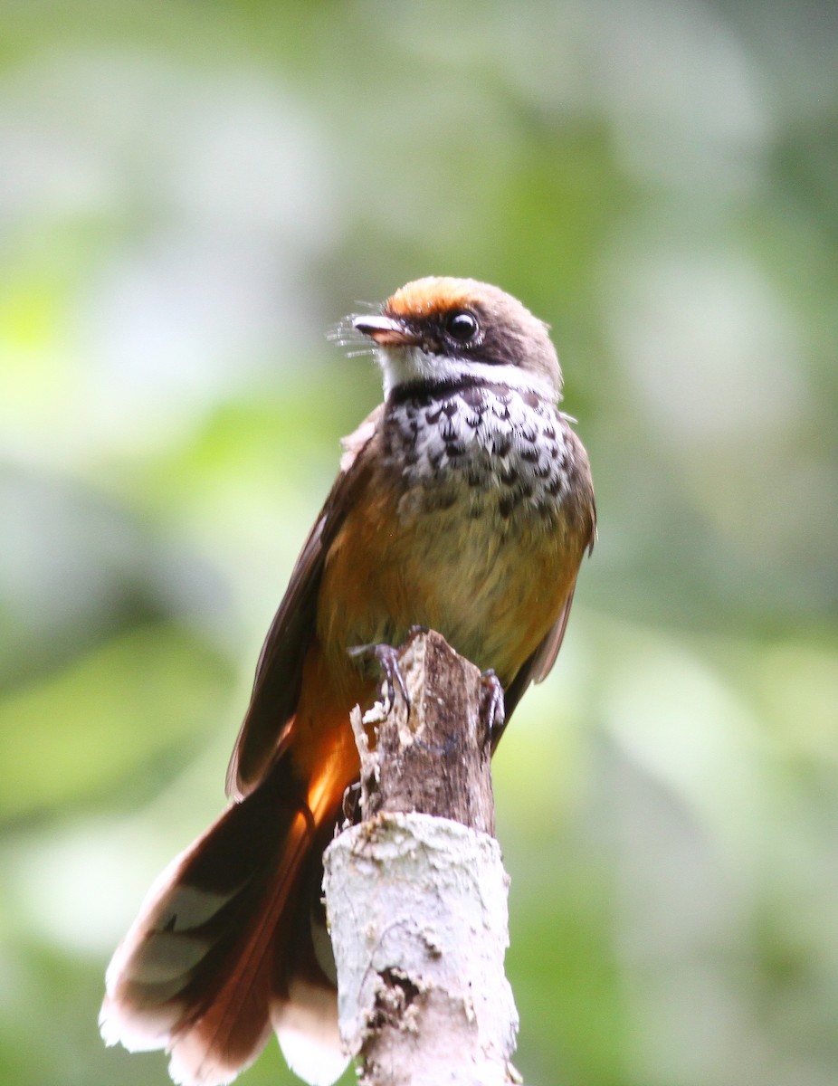 Micronesian Rufous Fantail - ML637658308