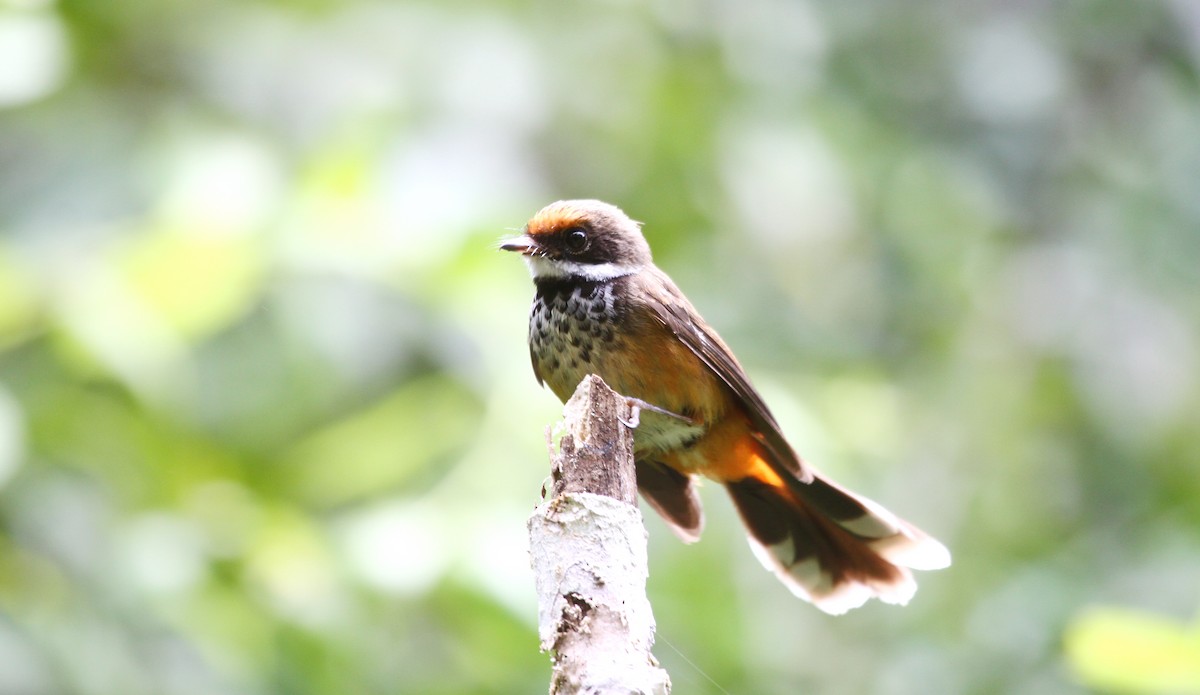Micronesian Rufous Fantail - ML637658310