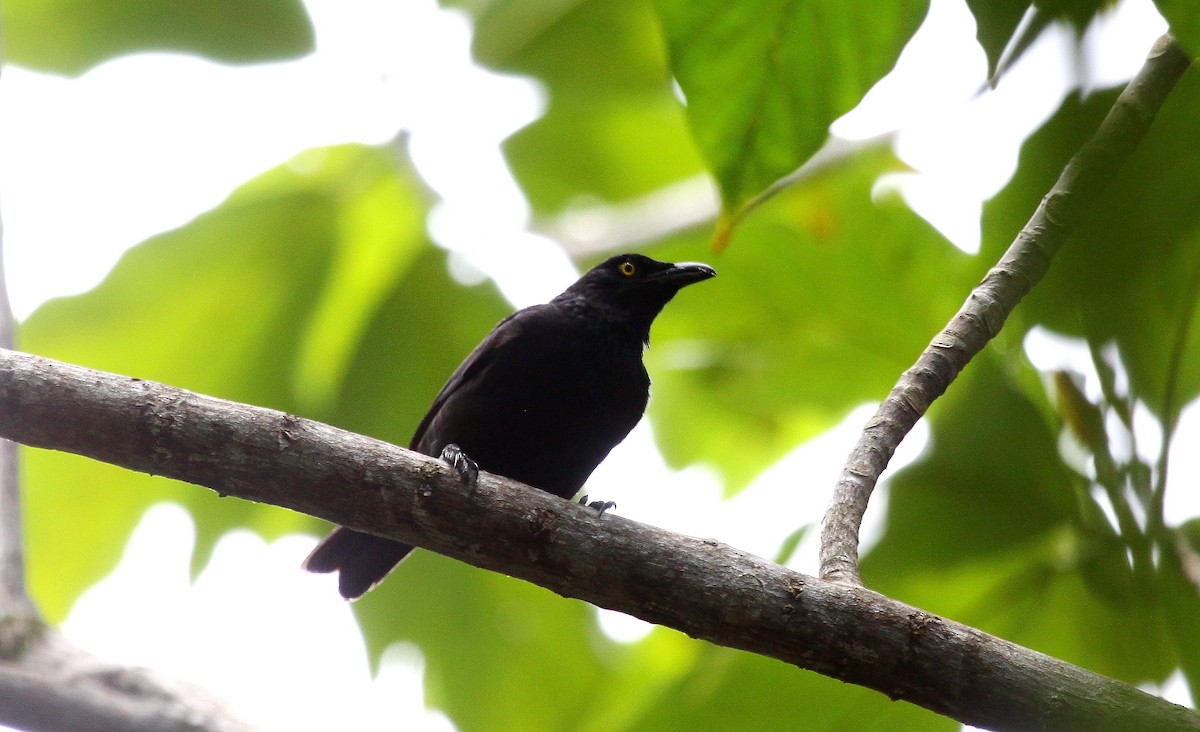 Micronesian Starling - ML637658321