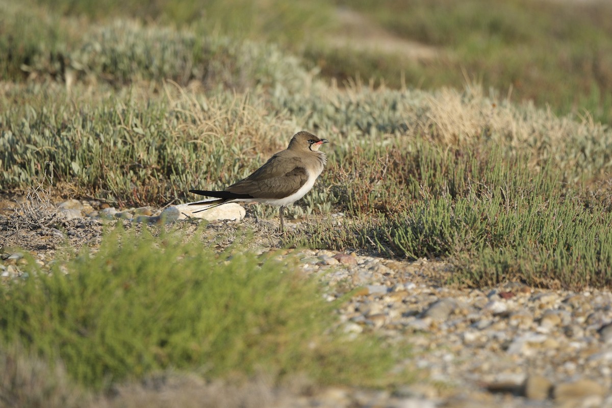 Collared Pratincole - ML637658343