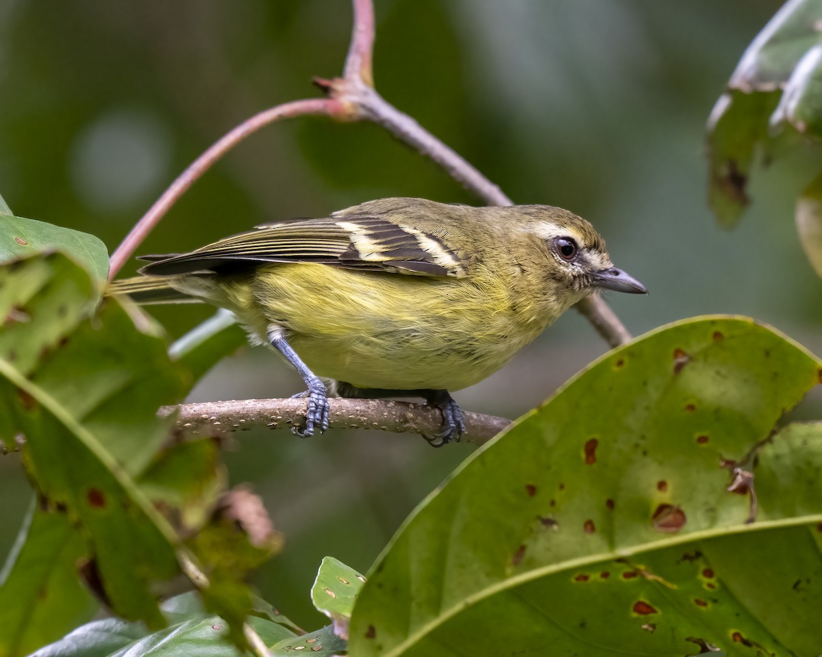 Yellow-winged Vireo - ML637658384