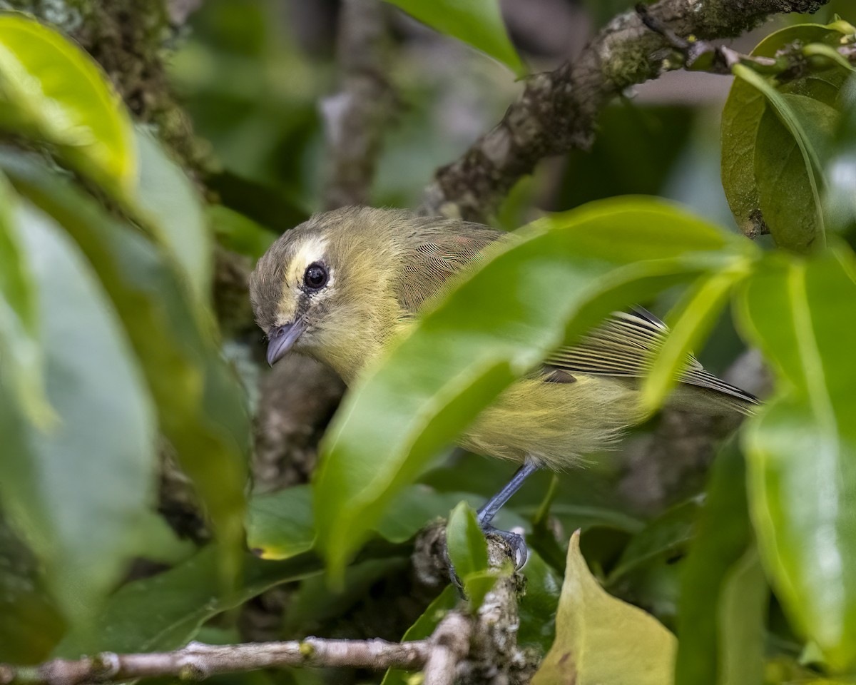 Yellow-winged Vireo - ML637658385