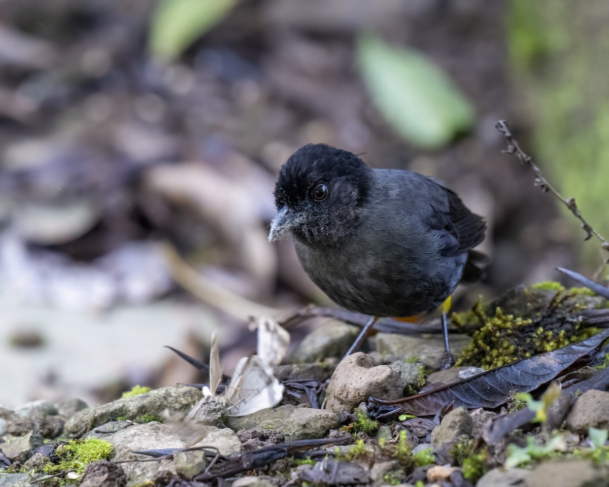 Yellow-thighed Brushfinch - ML637658406