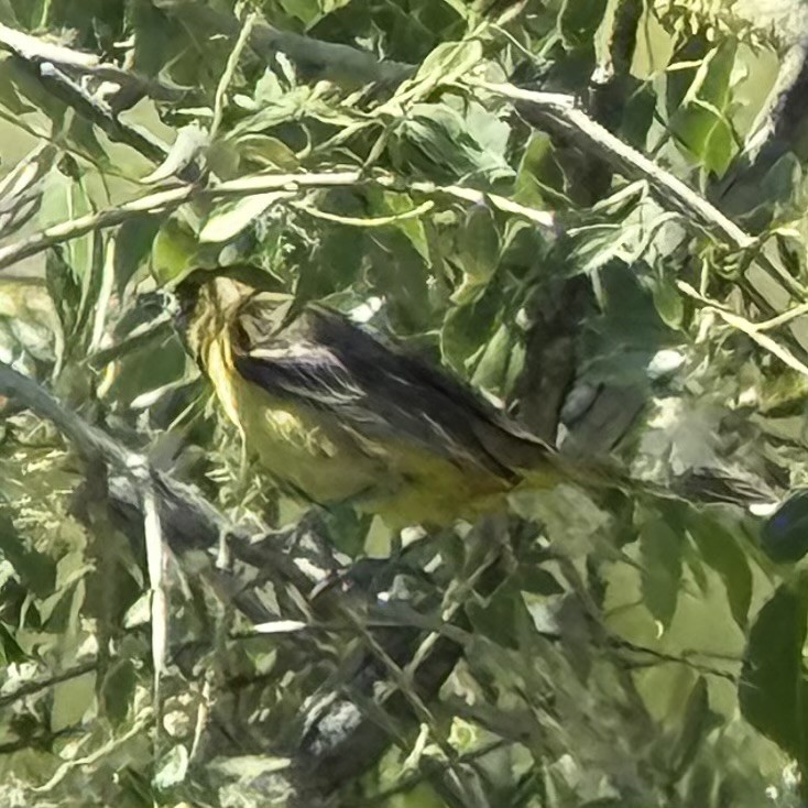 Orchard Oriole - ML637658418