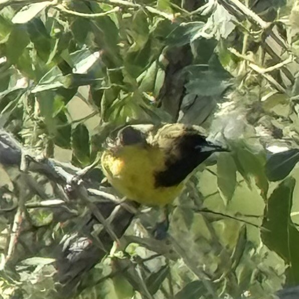 Orchard Oriole - ML637658419