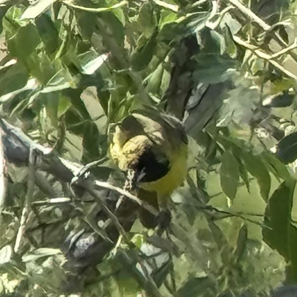 Orchard Oriole - ML637658420