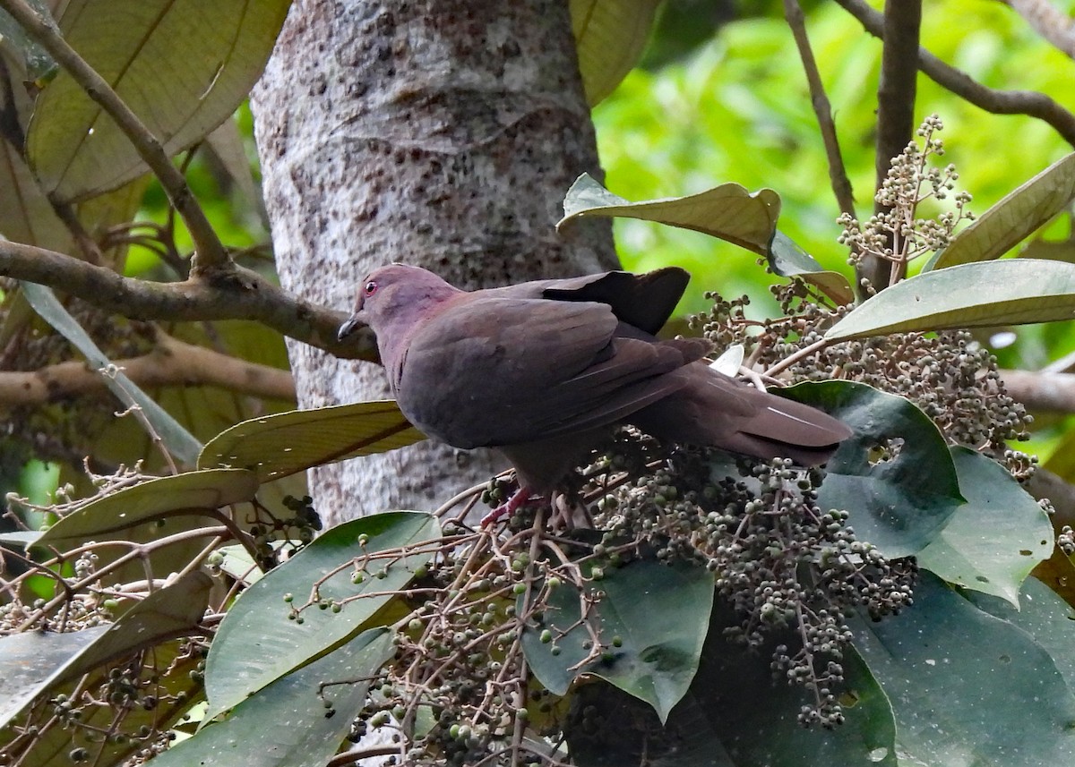 Short-billed Pigeon - ML637658427