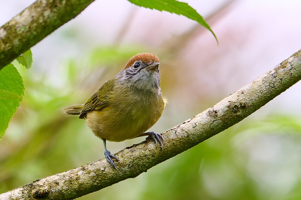 Rufous-crowned Greenlet - ML637658446