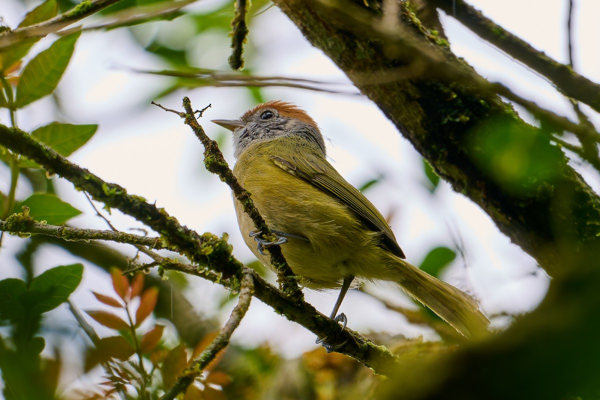 Rufous-crowned Greenlet - ML637658451