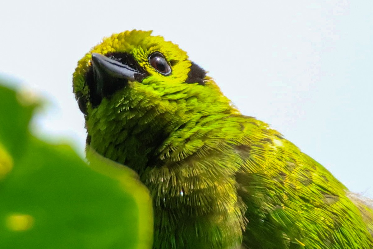 Emerald Tanager - ML637658479