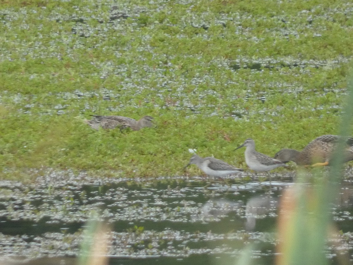 Stilt Sandpiper - ML637658489