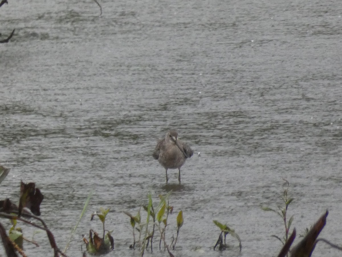 Short-billed/Long-billed Dowitcher - ML637658490