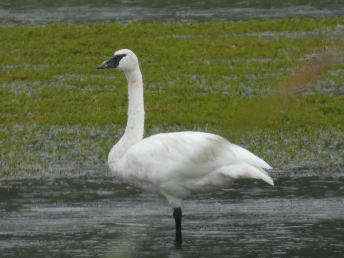 Trumpeter Swan - ML637658491