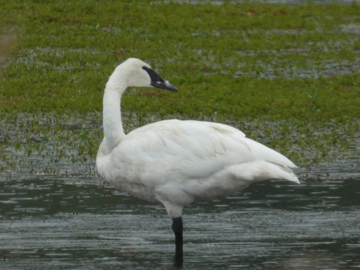 Trumpeter Swan - ML637658492