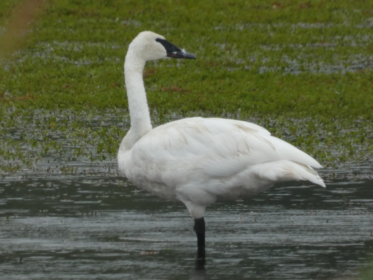 Trumpeter Swan - ML637658493