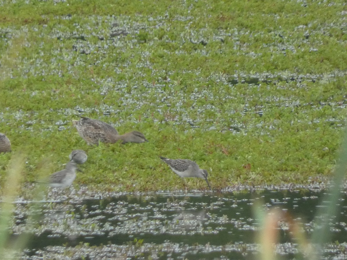 Stilt Sandpiper - ML637658494
