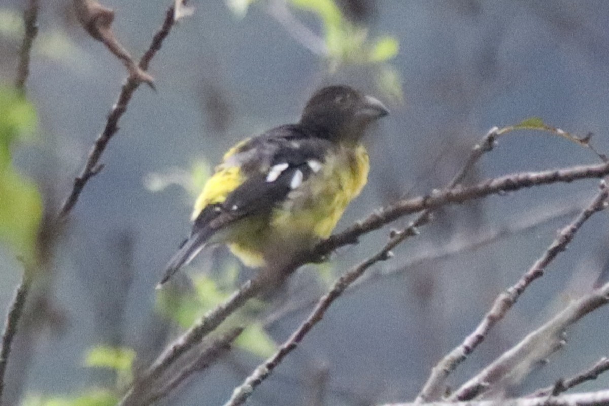 Black-backed Grosbeak - ML637658525