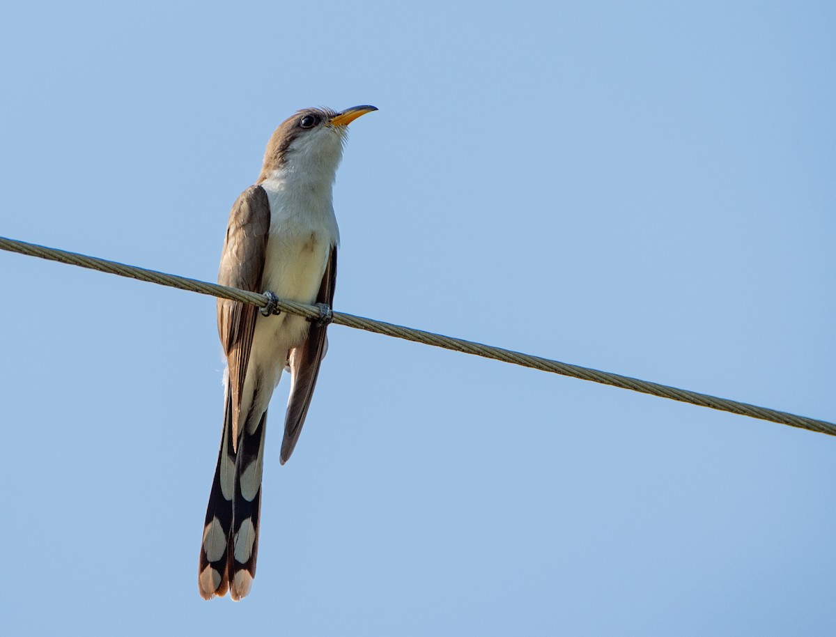 Yellow-billed Cuckoo - ML637658532