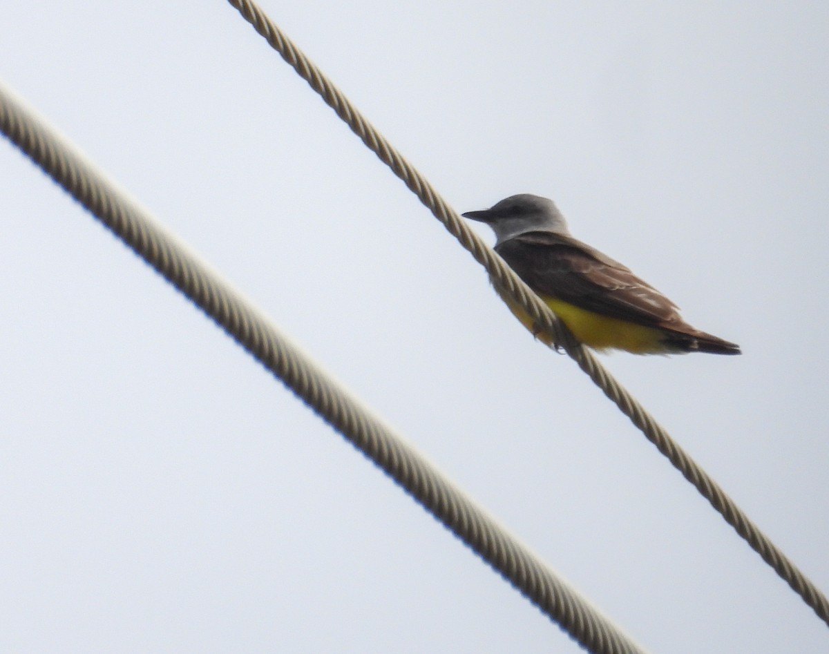Western Kingbird - ML637658581