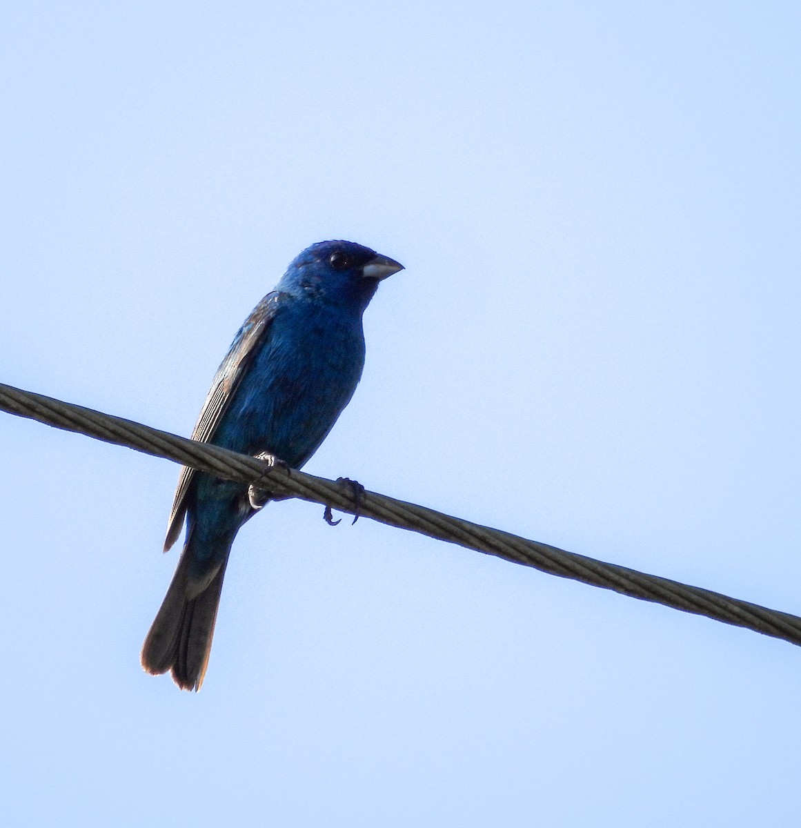 Indigo Bunting - ML637658587