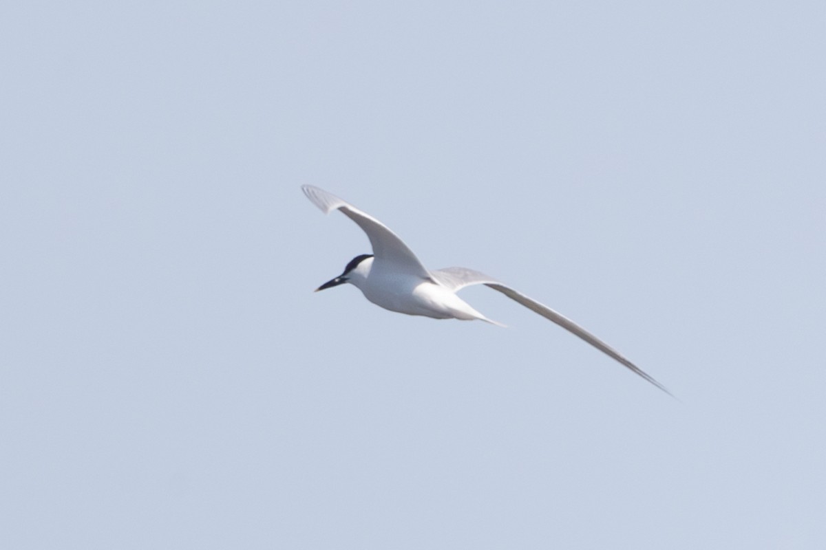 Sandwich Tern (Eurasian) - ML637658588