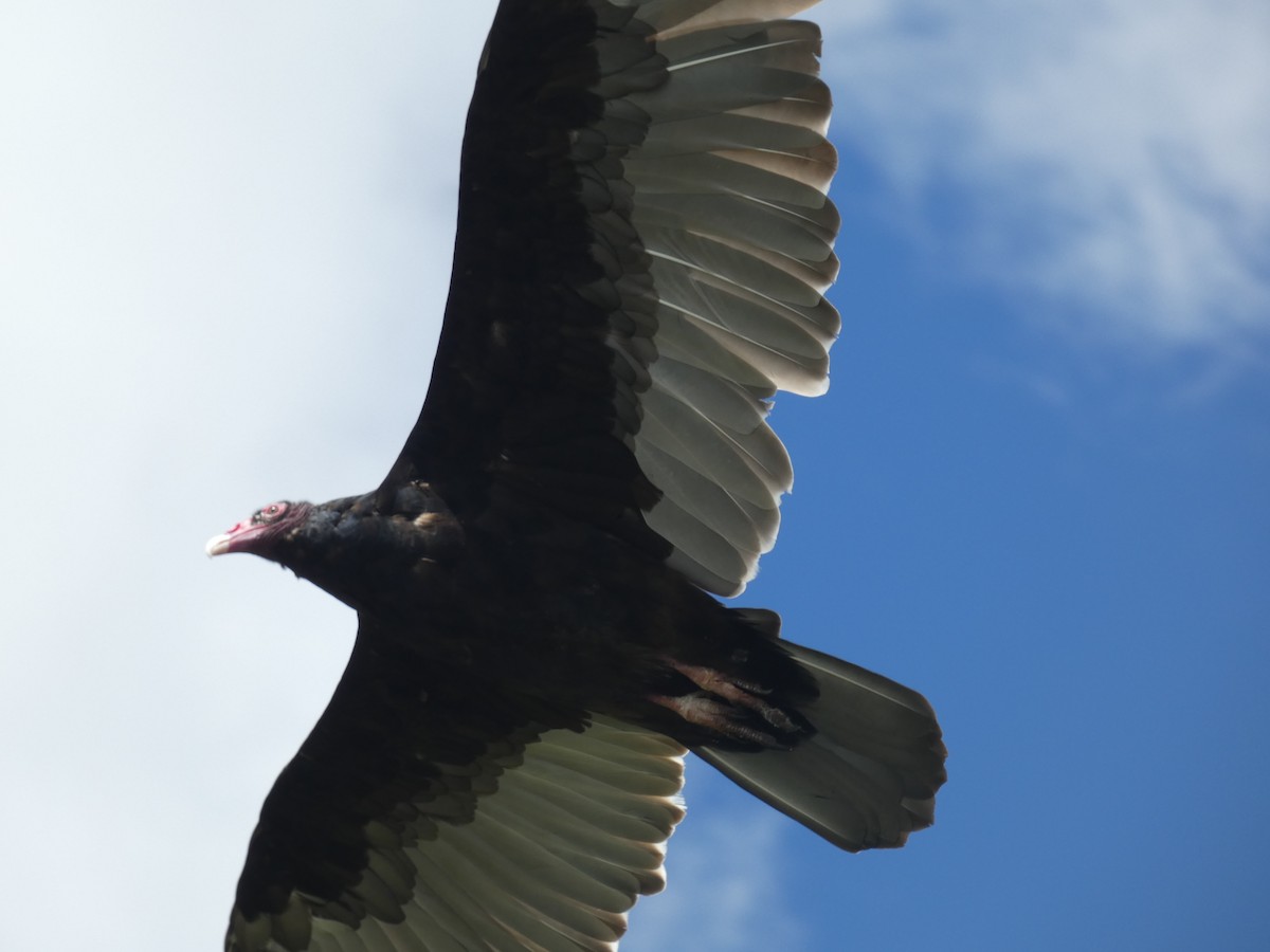 Turkey Vulture - ML637658621