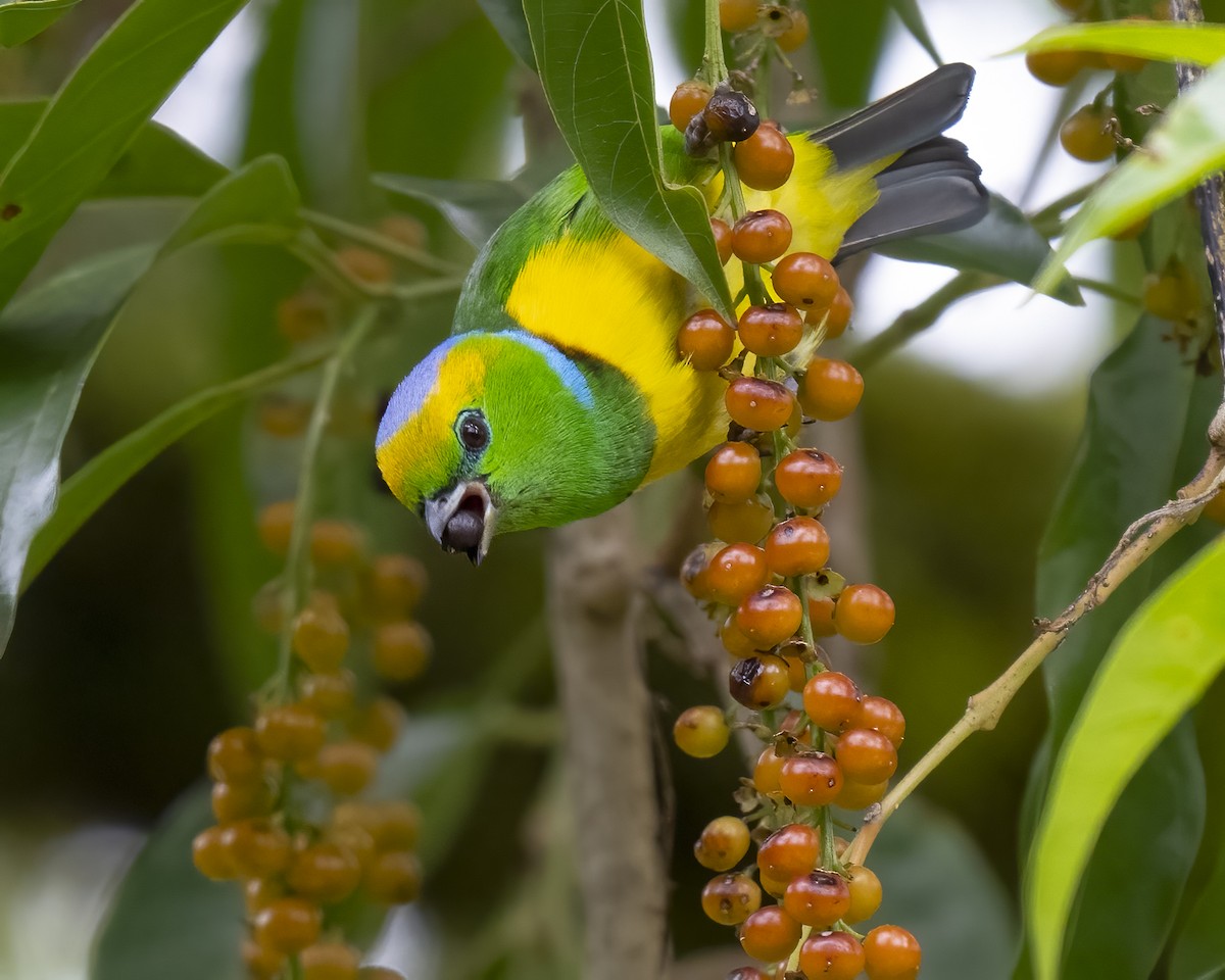 Golden-browed Chlorophonia - ML637658623