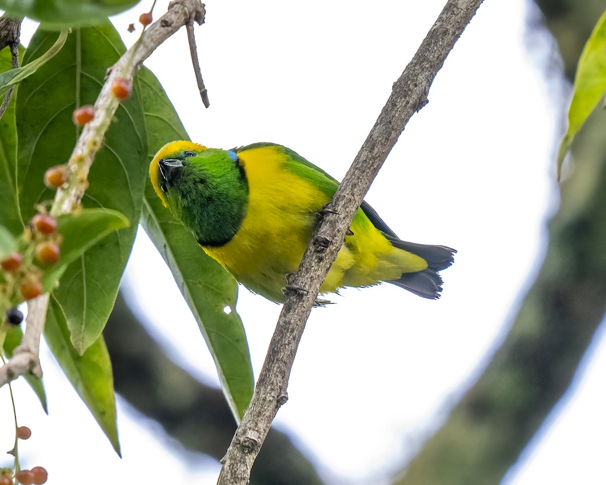 Golden-browed Chlorophonia - ML637658624
