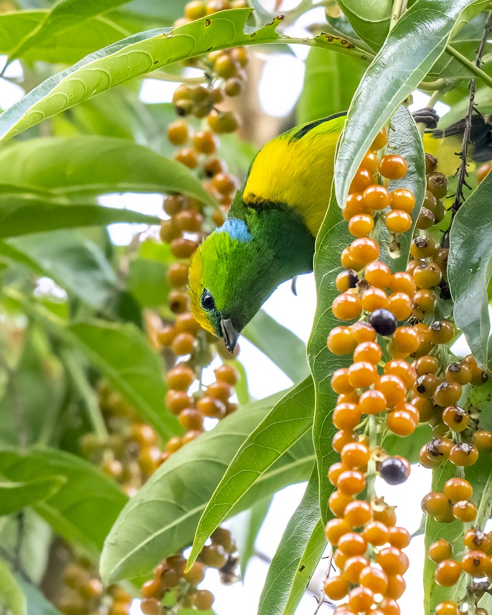 Golden-browed Chlorophonia - ML637658625