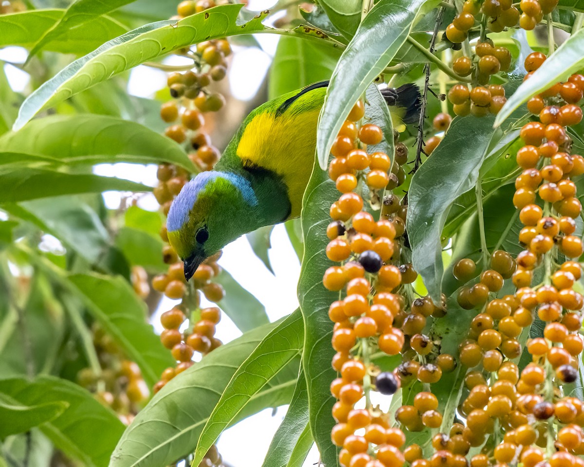 Golden-browed Chlorophonia - ML637658626