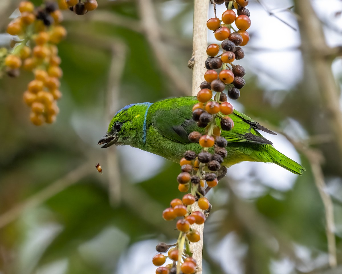 Golden-browed Chlorophonia - ML637658627