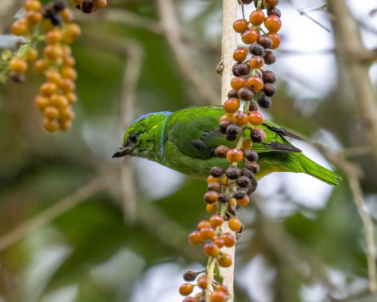 Golden-browed Chlorophonia - ML637658628