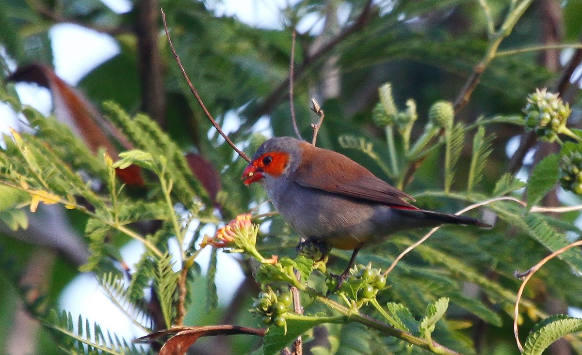 Orange-cheeked Waxbill - ML637658631