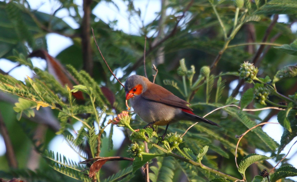 Orange-cheeked Waxbill - ML637658632