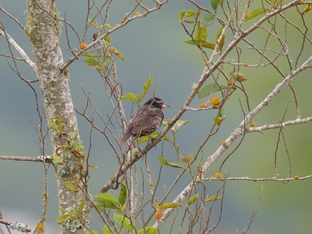 Peruvian Meadowlark - ML637658635