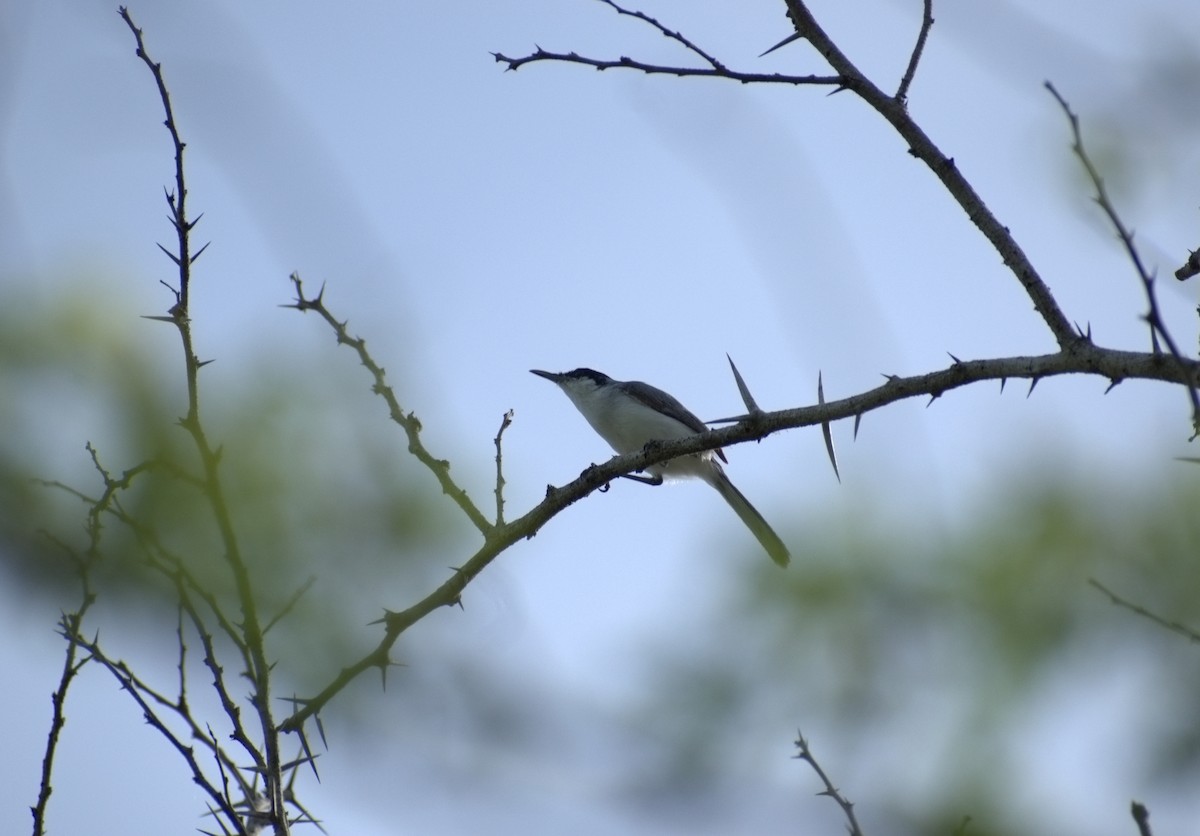 Yucatan Gnatcatcher - ML637658643