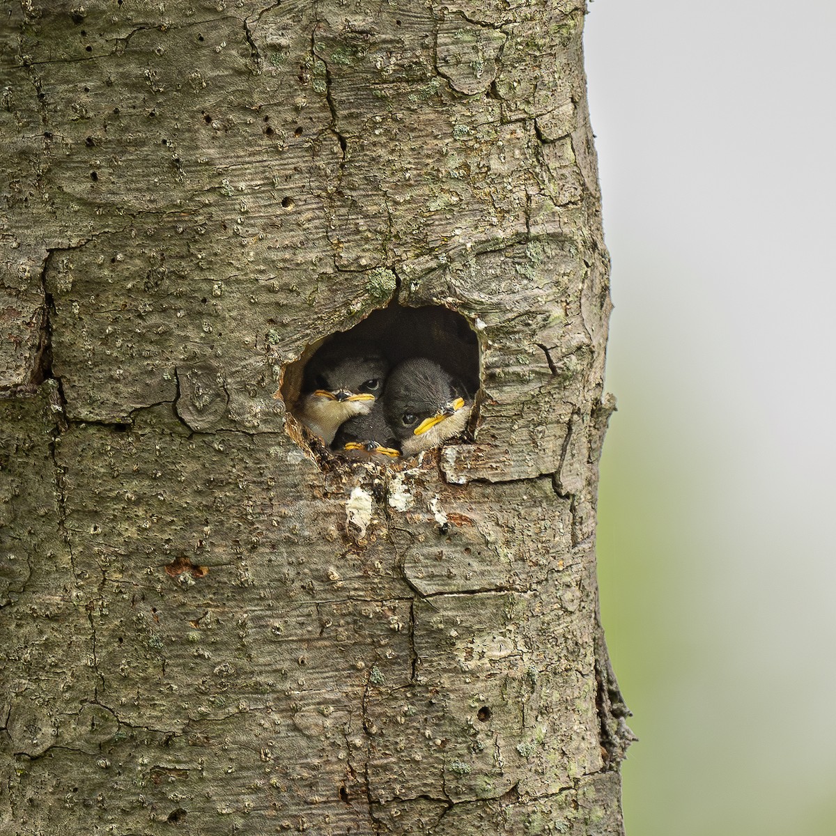 Tree Swallow - Marc Behr