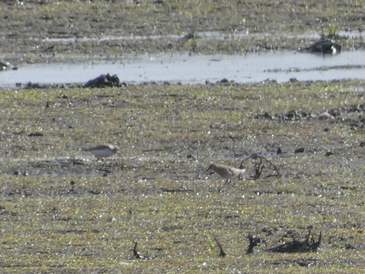 Baird's Sandpiper - ML637658696