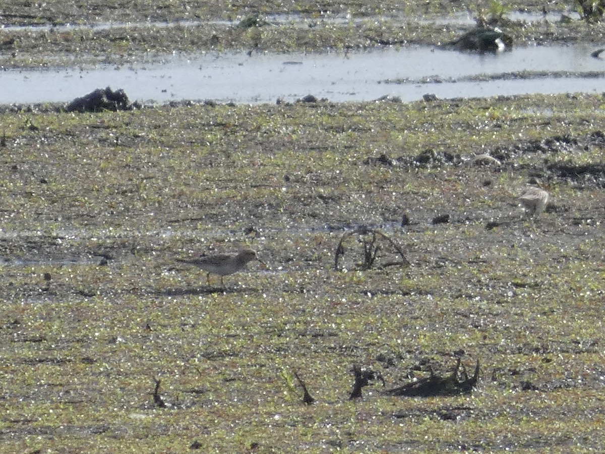 Baird's Sandpiper - ML637658697
