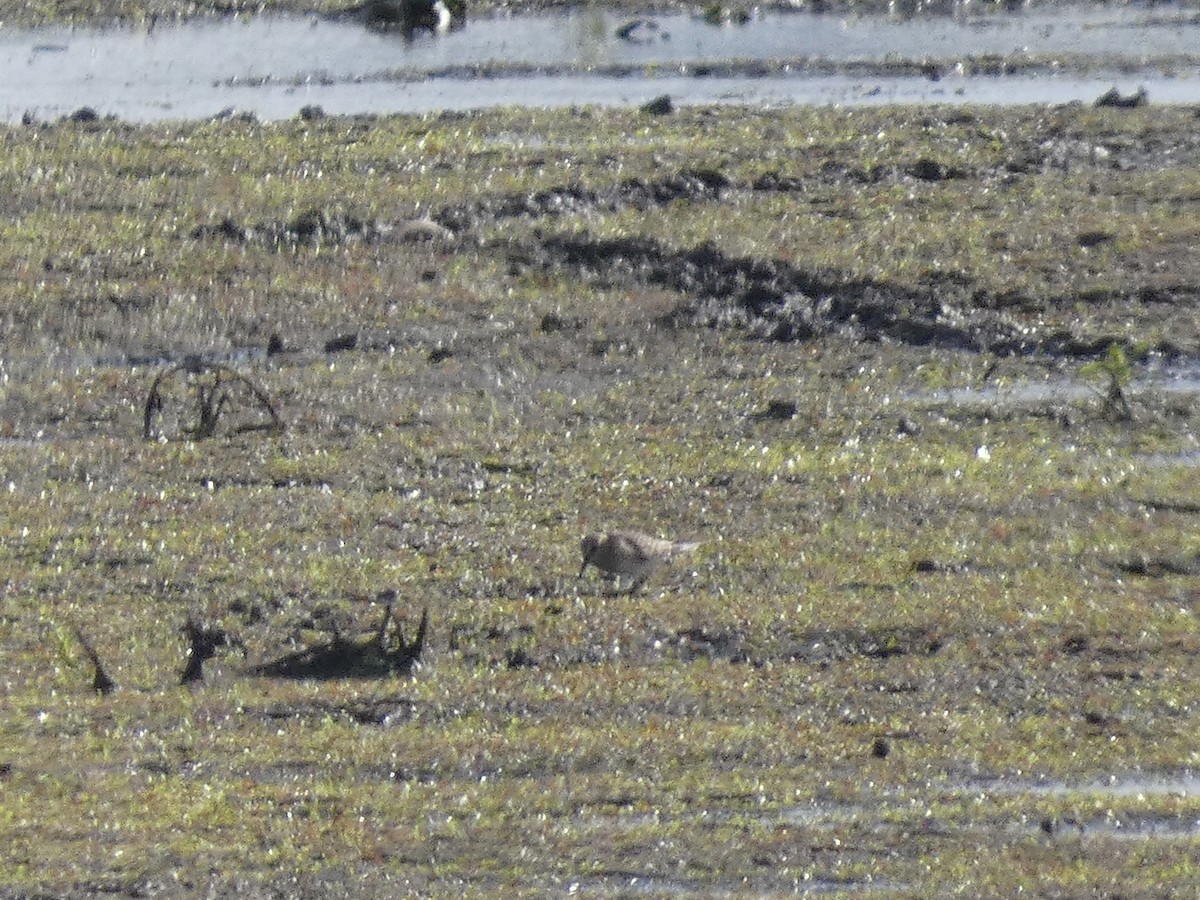 Baird's Sandpiper - ML637658698