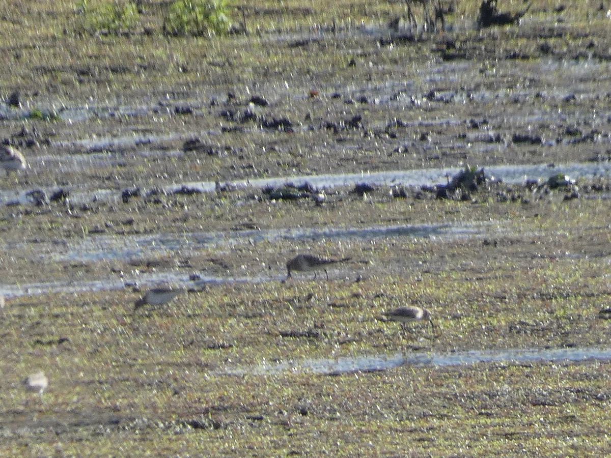 Baird's Sandpiper - ML637658699