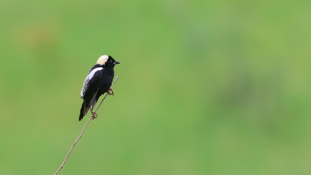 Bobolink - ML637658759